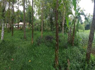 Residential Land for Sale in Kottayam, Kuravilangad, Vayala, Vayala