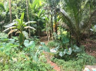 Residential Land for Sale in Thrissur, Amballoor, Kallur, Near Muttithadi Temple Bus stop