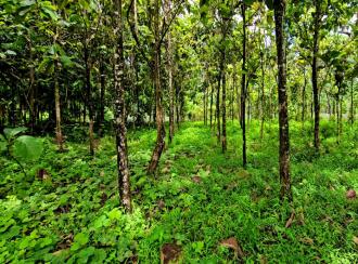 Residential Land for Sale in Ernakulam, Kolenchery, Kolenchery, https://maps.app.goo.gl/KYFmvkk3nV6kznL59