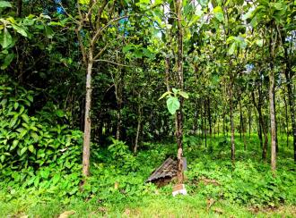 Residential Land for Sale in Ernakulam, Kolenchery, Kolenchery, https://maps.app.goo.gl/KYFmvkk3nV6kznL59