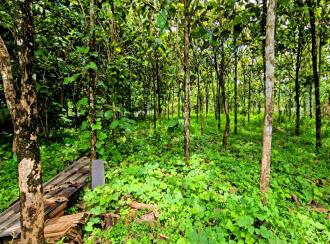 Residential Land for Sale in Ernakulam, Kolenchery, Kolenchery, https://maps.app.goo.gl/KYFmvkk3nV6kznL59