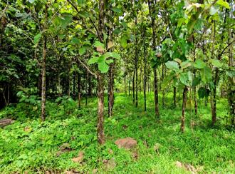 Residential Land for Sale in Ernakulam, Kolenchery, Kolenchery, https://maps.app.goo.gl/KYFmvkk3nV6kznL59