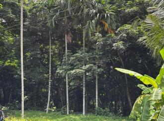 Commercial Land for Sale in Pathanamthitta, Kozhencherry, Kidangannur, Kotta Market, Kozhencherry