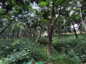 Commercial Land for Sale in Pathanamthitta, Kozhencherry, Kidangannur, Kotta Market, Kozhencherry