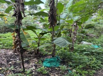 Commercial Land for Sale in Kollam, Kollam, Kureepuzha, near Ambadi hotel