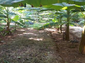 Residential Land for Sale in Ernakulam, Angamaly, Angamaly, 10°13'07.2"N 76°20'40.9"E
