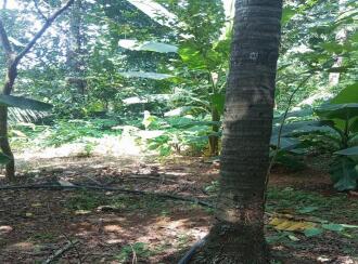 Residential Land for Sale in Ernakulam, Angamaly, Angamaly, 10°13'07.2"N 76°20'40.9"E