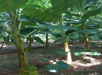 Residential Land for Sale in Ernakulam, Angamaly, Angamaly, 10°13'07.2"N 76°20'40.9"E