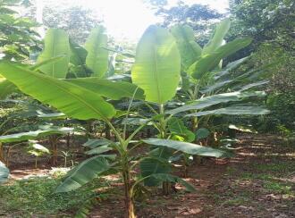 Residential Land for Sale in Ernakulam, Angamaly, Angamaly, 10°13'07.2"N 76°20'40.9"E