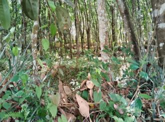 Residential Land for Sale in Pathanamthitta, Adoor, Aickadu, Kodumon Stadium