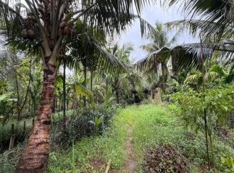 കൃഷി ഭൂമി വില്പനയ്ക്ക് കോട്ടയം, Vaikom, Vechoor