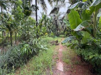 കൃഷി ഭൂമി വില്പനയ്ക്ക് കോട്ടയം, Vaikom, Vechoor