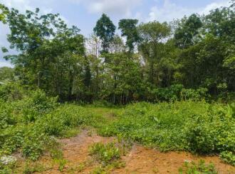 Residential Land for Sale in Kottayam, Pala, Kidangoor, Kidangoor-Koodallor rd