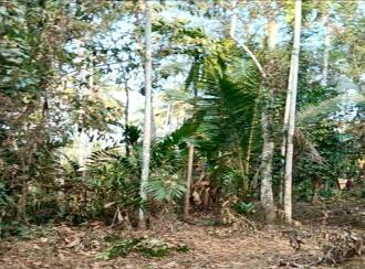 Residential Land for Sale in Kannur, Kuthuparamba, Mangatidam, Kariyil Road