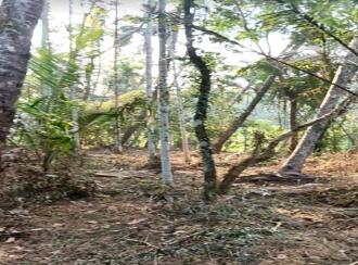 Residential Land for Sale in Kannur, Kuthuparamba, Mangatidam, Kariyil Road