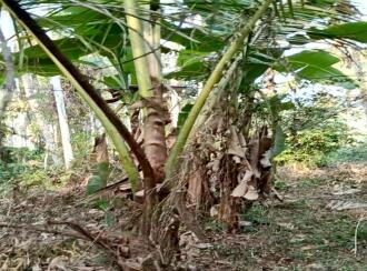 Residential Land for Sale in Kannur, Kuthuparamba, Mangatidam, Kariyil Road