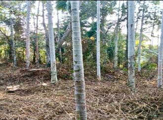 Residential Land for Sale in Kannur, Kuthuparamba, Mangatidam, Kariyil Road
