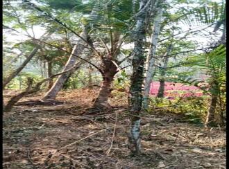 Residential Land for Sale in Kannur, Kuthuparamba, Mangatidam, Kariyil Road