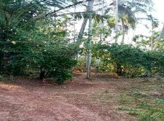 Residential Land for Sale in Kannur, Kuthuparamba, Mangatidam, Kariyil Road
