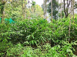 Commercial Land for Sale in Idukki, Munnar, Ambazhachal, Near SN Public school