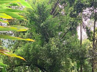 Commercial Land for Sale in Idukki, Munnar, Ambazhachal, Near SN Public school