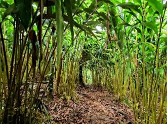 Commercial Land for Sale in Idukki, Munnar, Ambazhachal, Near SN Public school