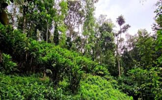 Commercial Land for SaleIdukki, Munnar, Anachal