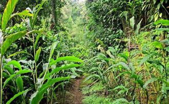 Commercial Land for Sale in Idukki, Munnar, Anachal, Kunchithanny