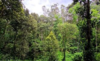 Commercial Land for Sale in Idukki, Munnar, Anachal, Kunchithanny