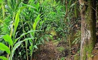 Commercial Land for Sale in Idukki, Munnar, Anachal, Kunchithanny