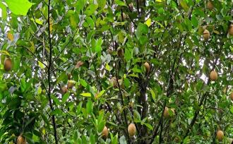 Commercial Land for Sale in Idukki, Munnar, Anachal, Kunchithanny