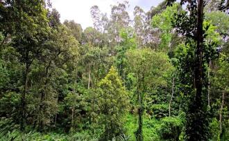 Commercial Land for Sale in Idukki, Munnar, Anachal, Kunchithanny