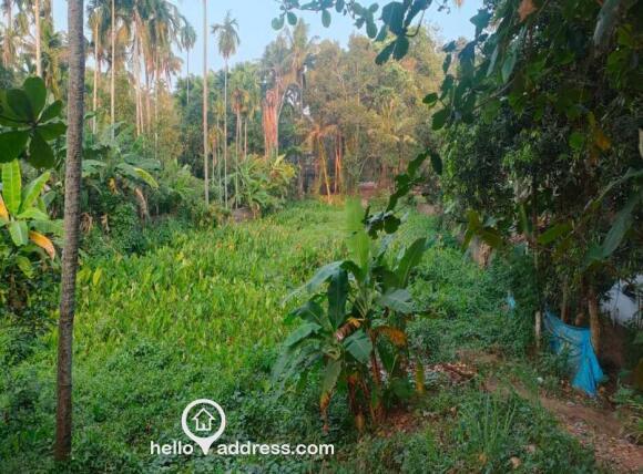 30 Cent land available for sale