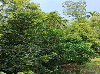 Residential Land for Sale in Ernakulam, Paravur, Elenthikkara, Anchumav -Malavana