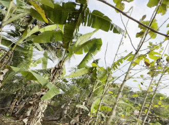 Residential Land for Sale in Kottayam, Manarcadu, Manarcadu, kaniyamkunnu