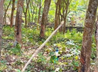 Residential Land for Sale in Trivandrum, Vattappara, Kuttiyani