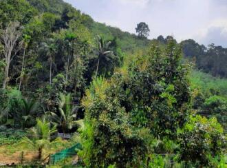 Residential Land for Sale in Pathanamthitta, Thiruvalla, Vennikulam, Valakuzhy