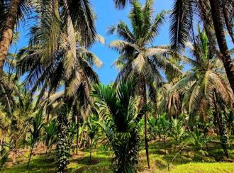 Commercial Land for Sale in Kasargod, Pullur periya, Periye, Payatuchal