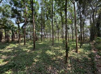 Residential Land for Sale in Pathanamthitta, Thiruvalla, Kizhakkanmuthoor, Thiruvalla - Mallappally Road