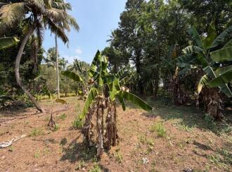 Residential Land for Sale in Pathanamthitta, Thiruvalla, Kizhakkanmuthoor, Thiruvalla - Mallappally Road