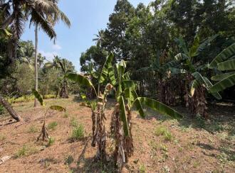Residential Land for Sale in Pathanamthitta, Thiruvalla, Kizhakkanmuthoor, Thiruvalla - Mallappally Road
