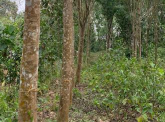 Residential Land for Sale in Kottayam, Ponkunnam, Vazhoor, Nearby Holy Family International school