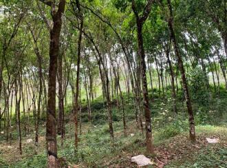 Residential Land for Sale in Kottayam, Ponkunnam, Vazhoor, Nearby Holy Family International school