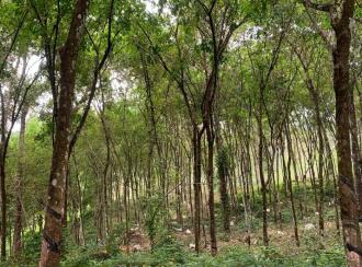 Residential Land for Sale in Kottayam, Ponkunnam, Vazhoor, Nearby Holy Family International school