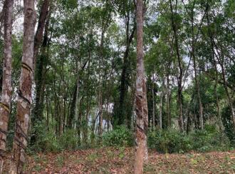 Residential Land for Sale in Kottayam, Ponkunnam, Vazhoor, Nearby Holy Family International school