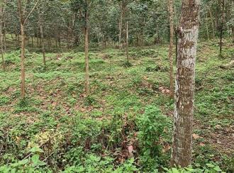 Residential Land for Sale in Kottayam, Ponkunnam, Vazhoor, Nearby Holy Family International school