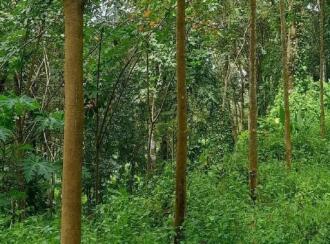 Residential Land for Sale in Kottayam, Ponkunnam, Vazhoor, Nearby Holy Family International school