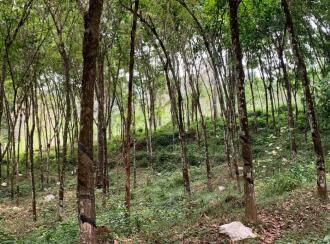 Residential Land for Sale in Kottayam, Ponkunnam, Vazhoor, Nearby Holy Family International school