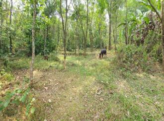 Residential Land for Sale in Kottayam, Pampady, South Pampady, St. Thomas Church Opp Road, South Pampady, South Pampady