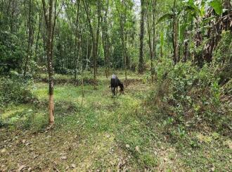 Residential Land for Sale in Kottayam, Pampady, South Pampady, St. Thomas Church Opp Road, South Pampady, South Pampady